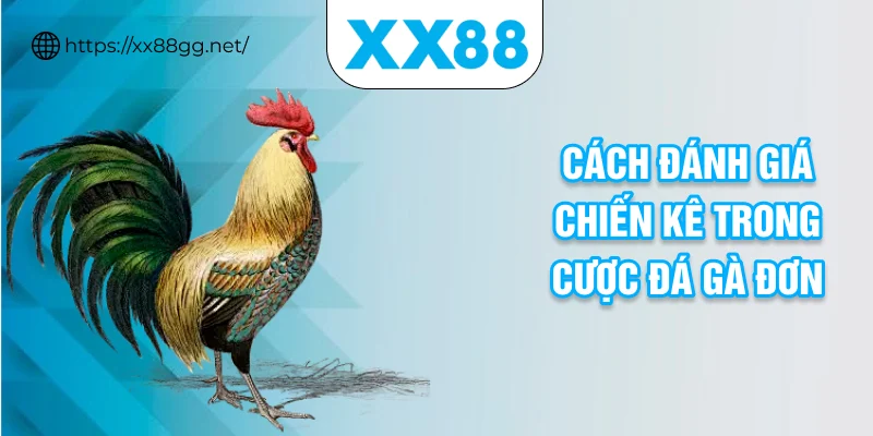 Cách đánh giá chiến kê trong cược đá gà đơn