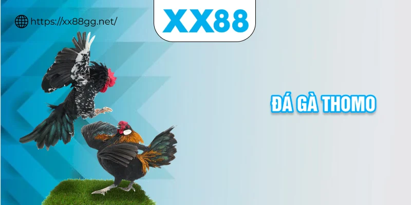 đá gà thomo
