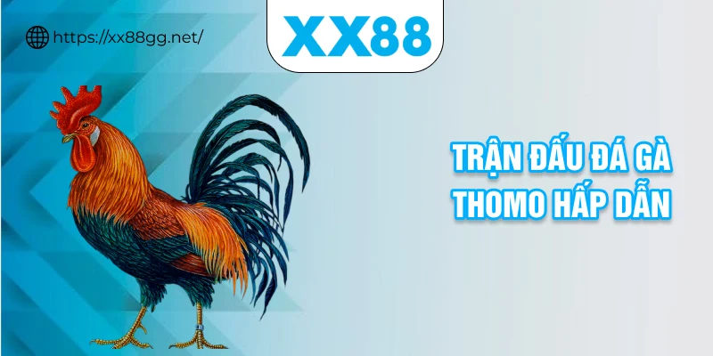 Trận đấu đá gà Thomo hấp dẫn